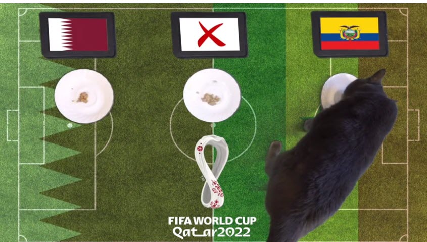 Mèo tiên tri dự đoán kết quả bóng đá Qatar vs Ecuador