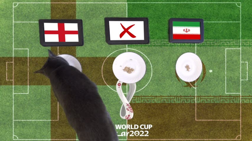 Mèo tiên tri dự đoán Anh vs Iran