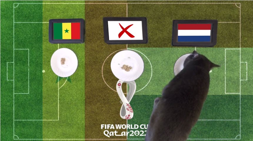 Mèo tiên tri dự đoán Senegal vs Hà La