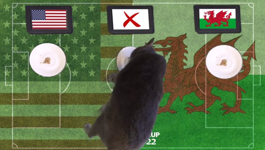 Mèo tiên tri dự đoán Mỹ vs Xứ Wales