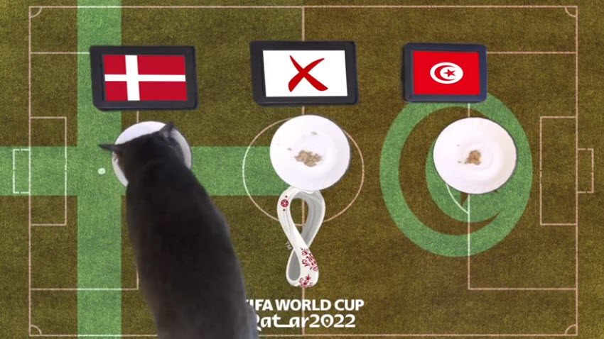 Mèo tiên tri dự đoán Đan Mạch vs Tunisia