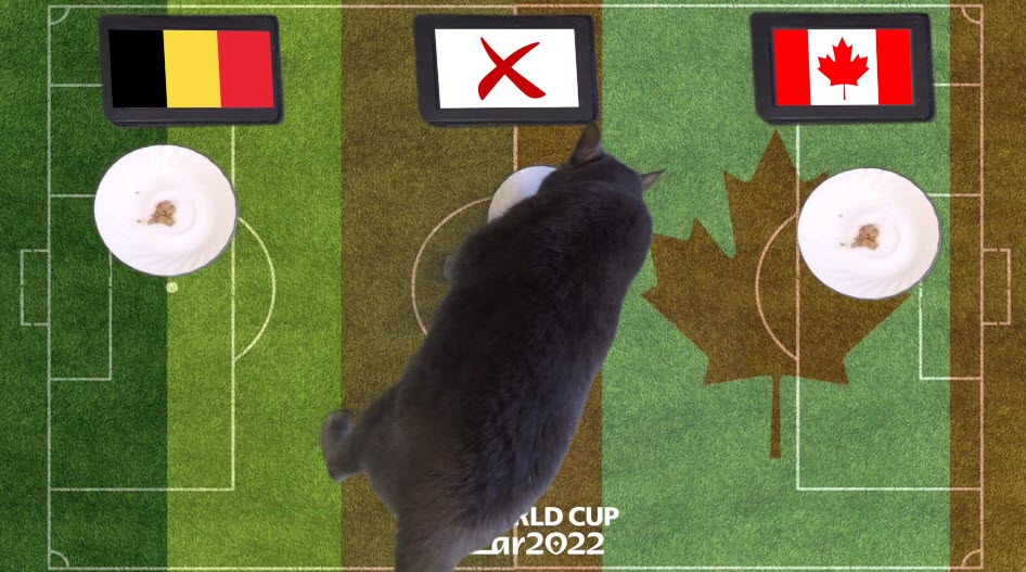 Mèo tiên tri dự đoán Bỉ vs Canada