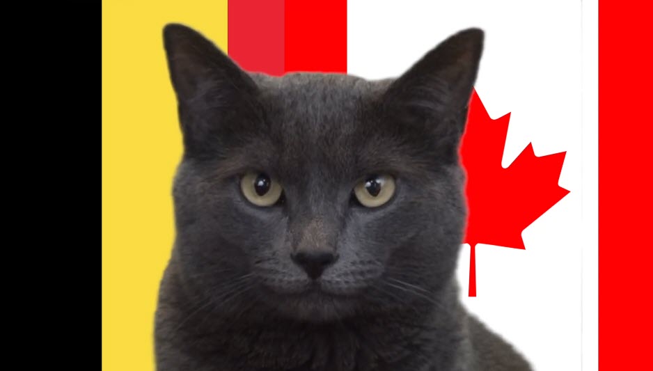 Mèo tiên tri dự đoán Bỉ vs Canada, 2h ngày 24/11