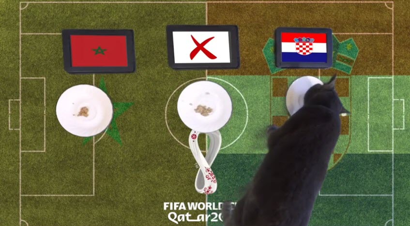 Mèo tiên tri dự đoán Ma Rốc vs Croatia