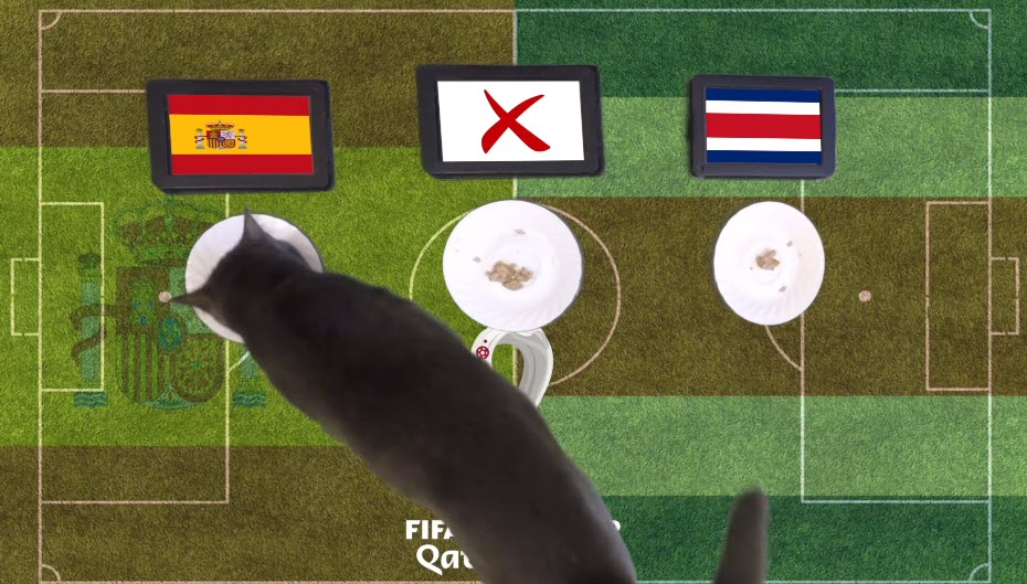 Mèo tiên tri dự đoán Tây Ban Nha vs Costa Rica