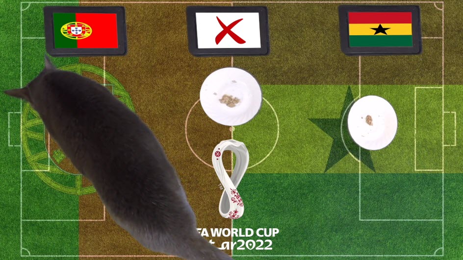 Mèo tiên tri dự đoán Bồ Đào Nha vs Ghana