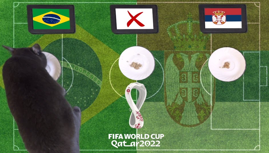 Mèo tiên tri dự đoán Brazil vs Serbia