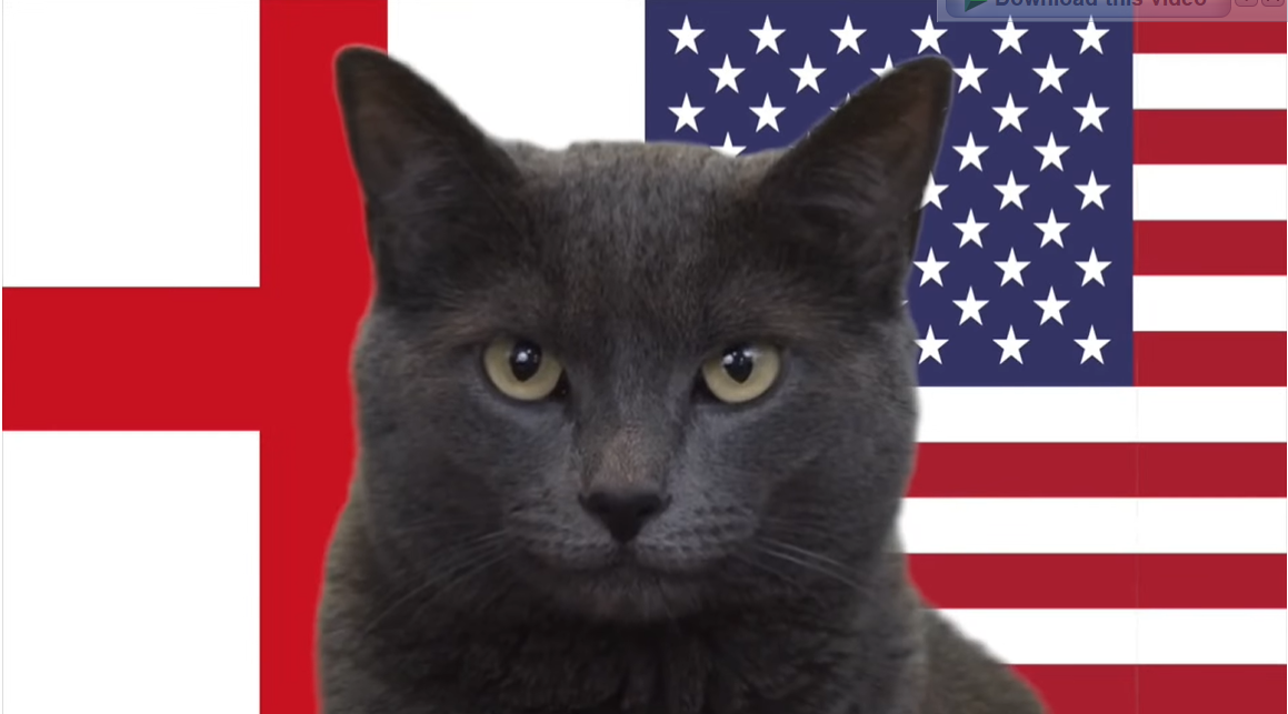 Mèo tiên tri dự đoán Anh vs Mỹ