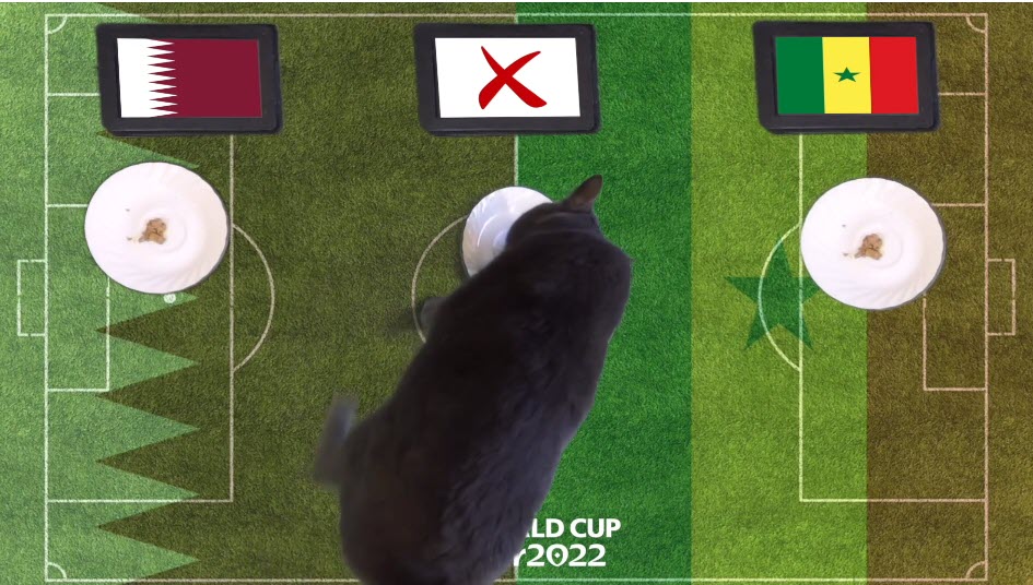 Mèo tiên tri dự đoán Qatar vs Senegal