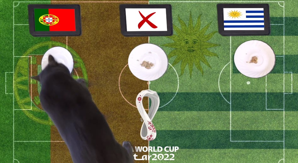 Mèo tiên tri dự đoán Bồ Đào Nha vs Uruguay