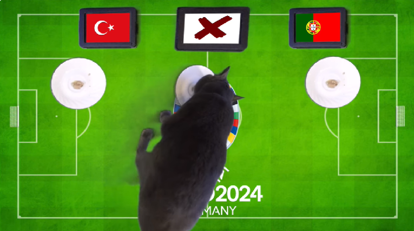 Mèo tiên tri dự đoán Thổ Nhĩ Kỳ vs Bồ Đào Nha