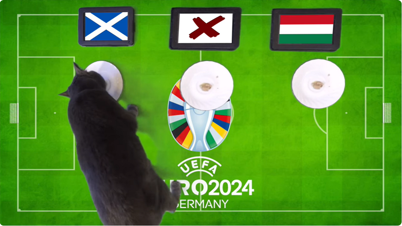 Mèo tiên tri dự đoán Scotland vs Hungary