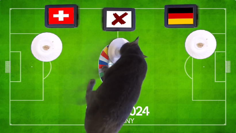 Mèo tiên tri dự đoán Thụy Sĩ vs Đức