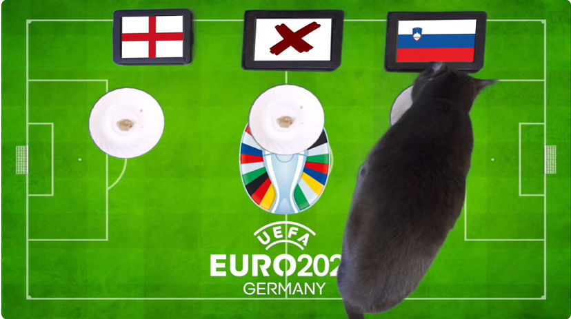 Mèo tiên tri dự đoán Anh vs Slovenia