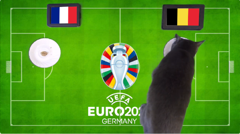 Mèo tiên tri dự đoán Pháp vs Bỉ