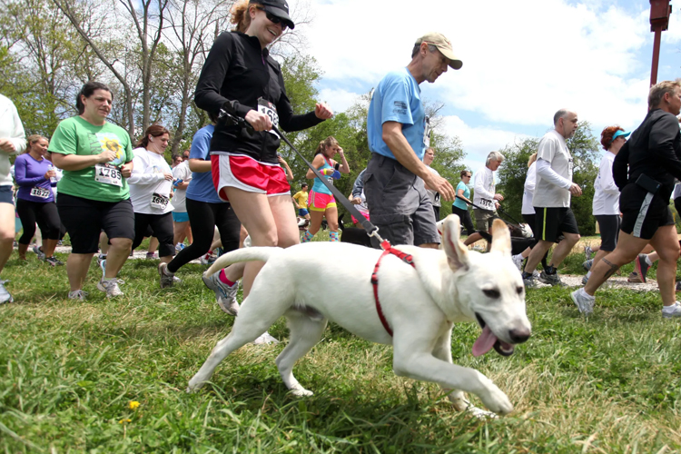 Khoa học chứng minh: Nuôi chó giúp chúng ta chăm chạy bộ hơn
