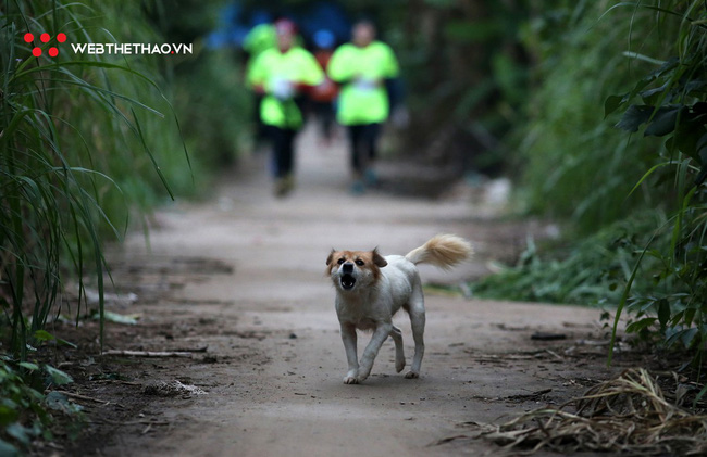 Nữ runner chạy trối chết vì bị chó pitbull hơn 36kg tấn công ở giải bán marathon