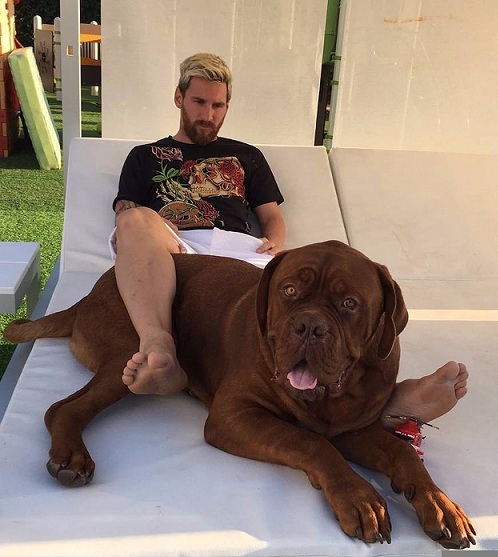 Chú chó Hulk của Messi giống gì, giá bao nhiêu?