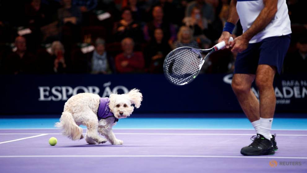 Chó lần đầu thay thế người nhặt bóng tại giải tennis