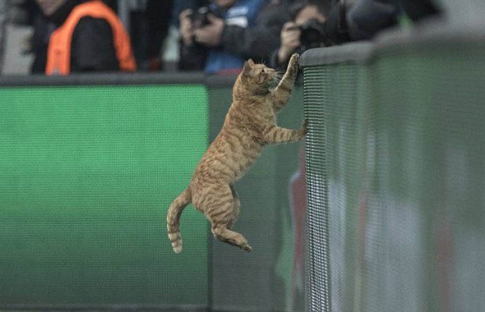 Chú mèo khiến Besiktas mất gần... 1 tỷ đồng nộp phạt ở trận gặp Bayern Munich - Ảnh 1.