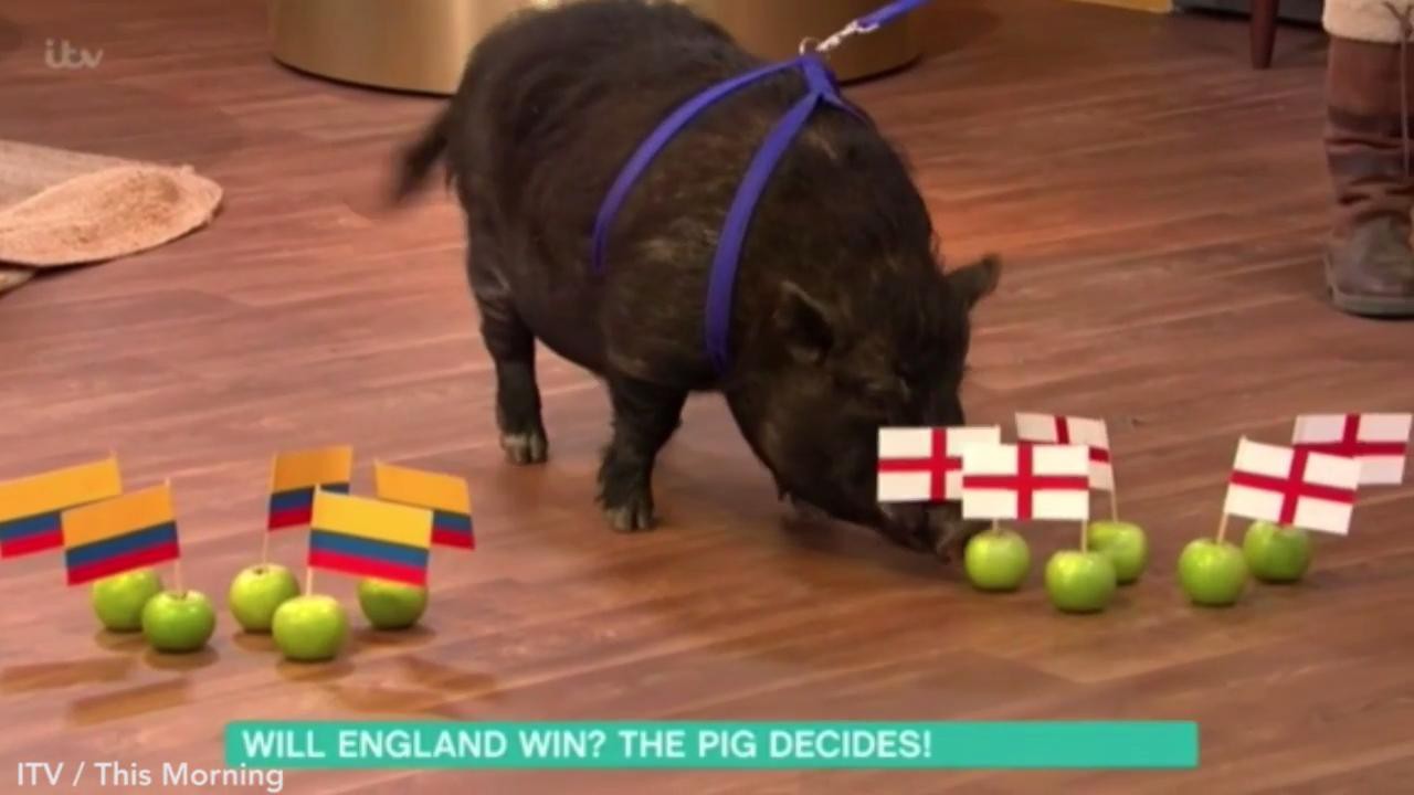 Hy hữu chuyện lợn bị truy sát vì đoán lầm kết quả World Cup - Ảnh 1.