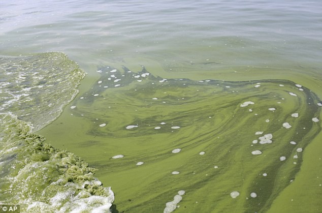 Rong biển độc hại ở sông Ohio, nơi diễn ra nội dung bơi giải IRONMAN Louisville (Ảnh: DailyMail)