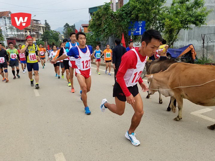 Hình ảnh đậm chất Đồng Văn. VĐV Bình Phước chạy khởi động bên cạnh con bò của đồng bào vùng cao gần khu vực xuất phát