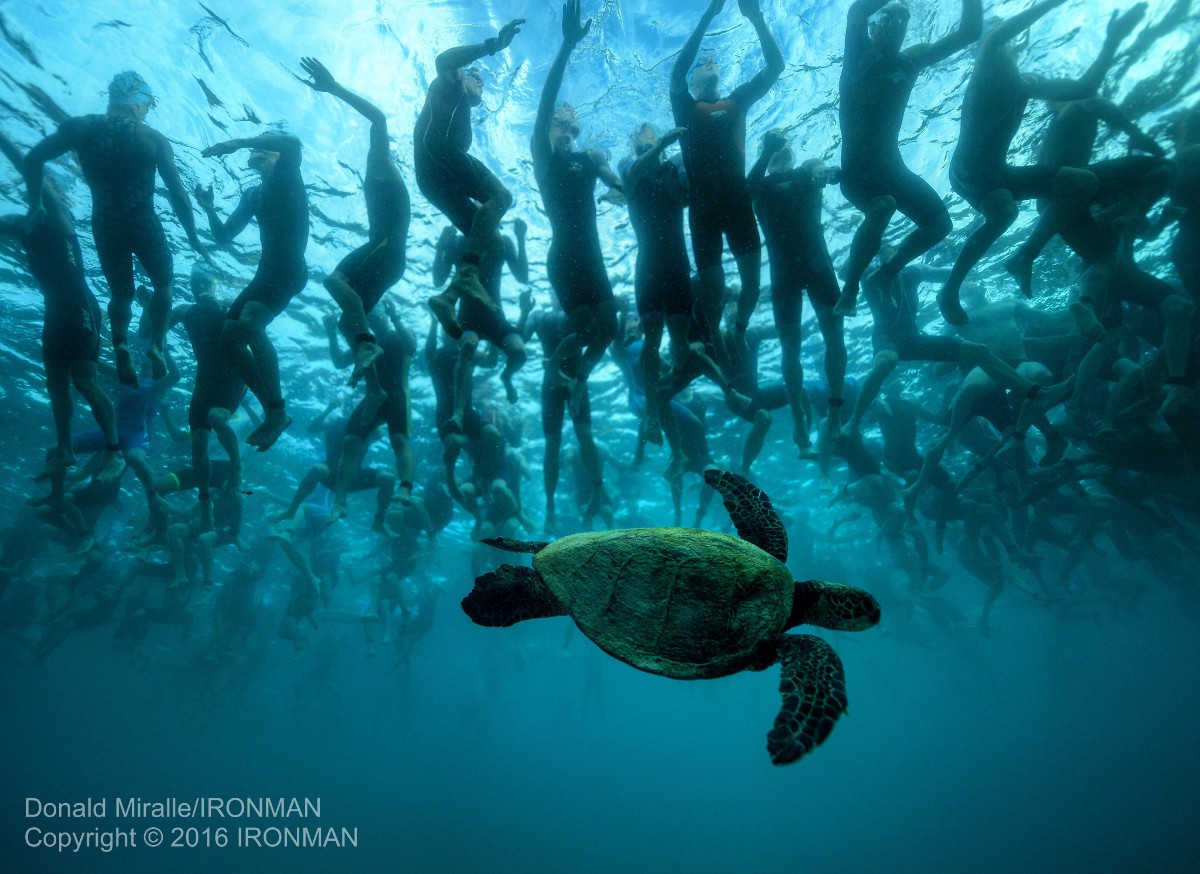 Một chú rùa bơi ngay dưới chân các VĐV trong lúc chờ xuất phát ở Kailua-Kona. Ảnh: IRONMAN