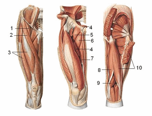 Vị trí của cơ khép dài (4), cơ khép ngắn (6) và cơ khép lớn (7) trong nhóm cơ vùng đùi.