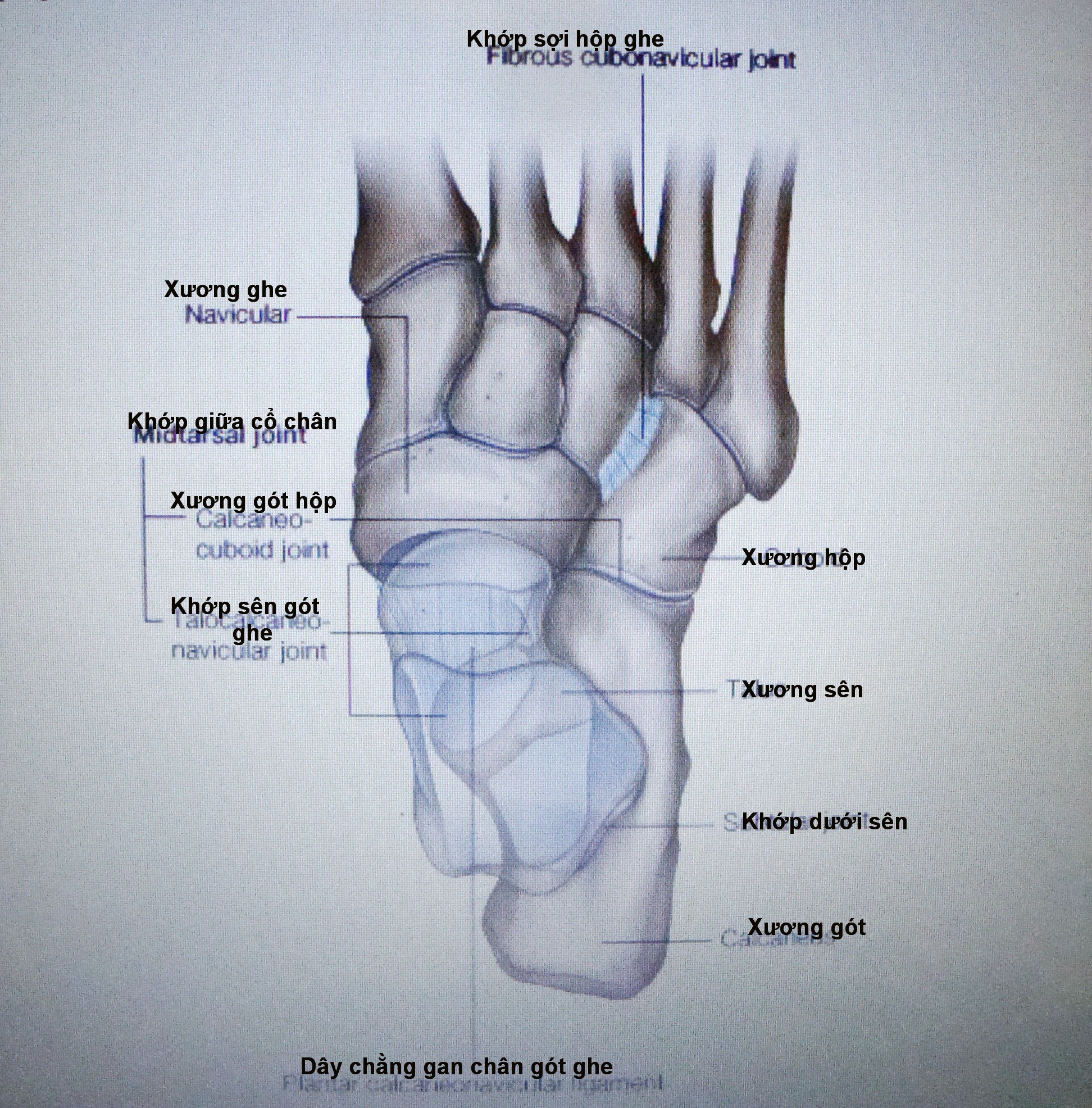 Cấu tạo của vùng xương cổ chân