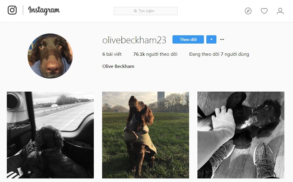 Chó cưng của David Beckham thu hút lượng người theo dõi lớn trên Instagram