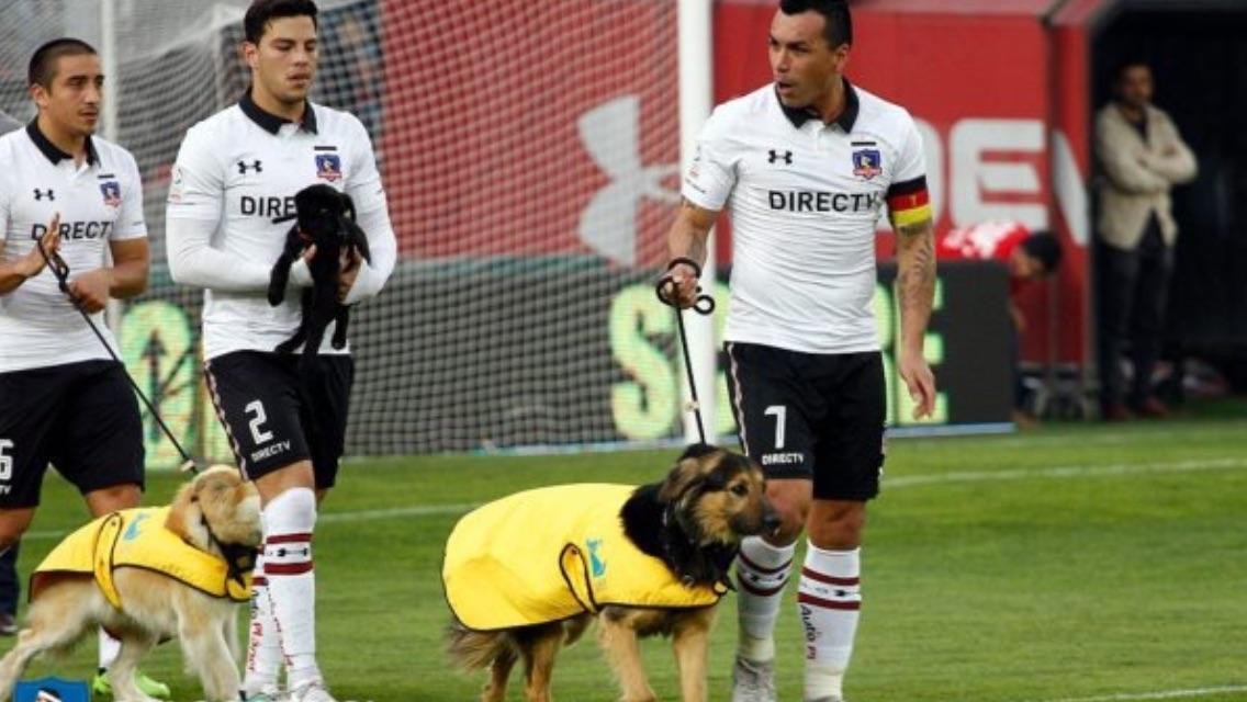 Hình ảnh: Các cầu thủ Colo Colo dắt ''linh vật'' của CLB ra sân để lấy may