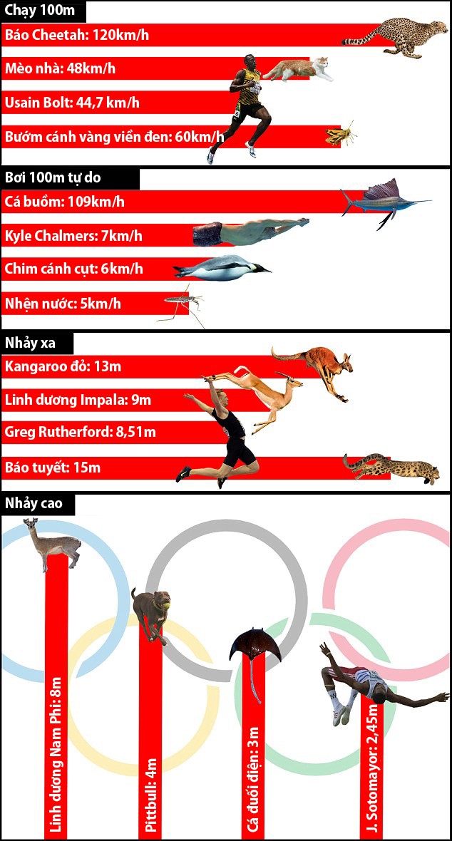 Các loài vật chắc chắn giành HCV nếu được tham dự Rio 2016.