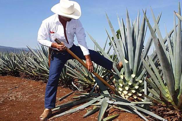Cây Agave là nguyên liệu chính để sản xuất rượu Tequila trứ danh của người Mexico