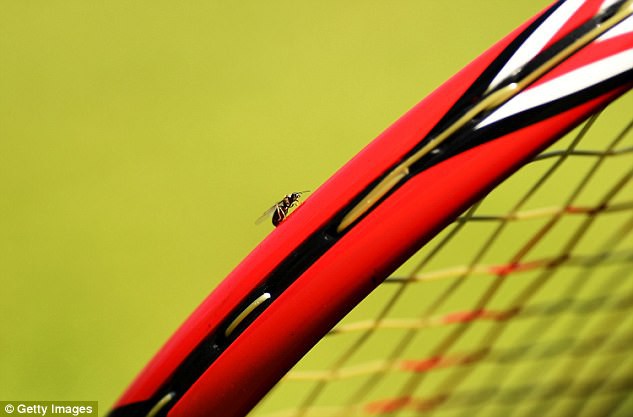 Khách không mời gây khó chịu cho tay vợt và khán giả tại Wimbledon