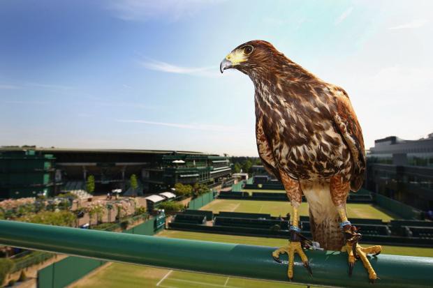 Vệ binh bầu trời tại Wimbledon cũng chưa được huấn luyện đối phó với kiến gió