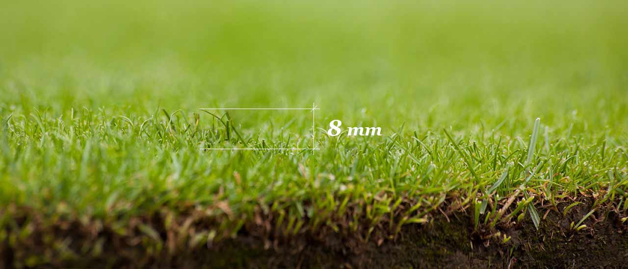 Từ năm 1995, chiều cao cỏ tại Wimbledon được quy định là 8mm