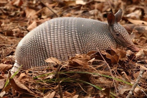 1024px-Armadillo2-93161